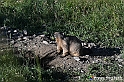 VBS_1 -  Plateau du Mont-Cenise, Grand Croix, Marmotte_-_0045 mt
